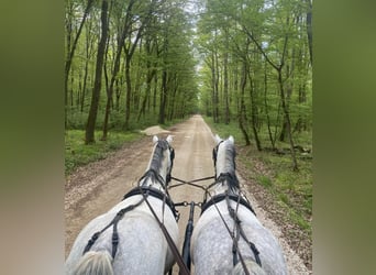 Hungarian Sport Horse, Mare, 10 years, 15 hh, Grey