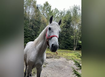 Hungarian Sport Horse, Mare, 10 years, 15,1 hh, Gray-Fleabitten