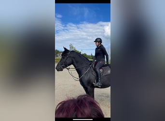 Hungarian Sport Horse, Mare, 10 years, 15,2 hh, Black