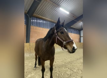 Hungarian Sport Horse, Mare, 10 years, 16,1 hh, Bay-Dark