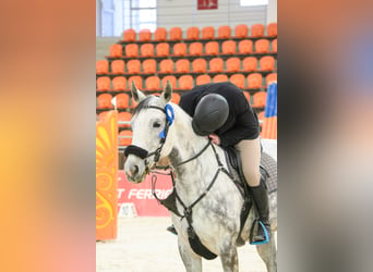 Hungarian Sport Horse, Mare, 10 years, 16.1 hh, Grey-Dapple