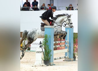 Hungarian Sport Horse, Mare, 10 years, 16.1 hh, Grey-Dapple