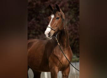 Hungarian Sport Horse, Mare, 10 years, 16.3 hh, Brown