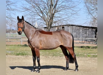 Hungarian Sport Horse, Mare, 10 years, 16 hh, Brown