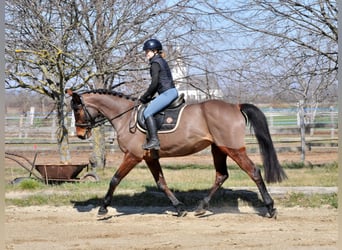 Hungarian Sport Horse, Mare, 10 years, 16 hh, Brown
