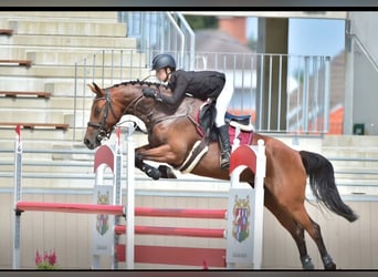 Hungarian Sport Horse, Mare, 10 years, 16 hh, Brown