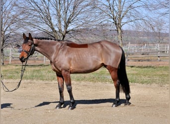 Hungarian Sport Horse, Mare, 10 years, 16 hh, Brown