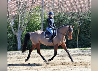Hungarian Sport Horse, Mare, 10 years, 16 hh, Brown