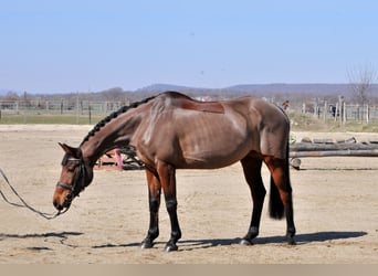 Hungarian Sport Horse, Mare, 10 years, 16 hh, Brown