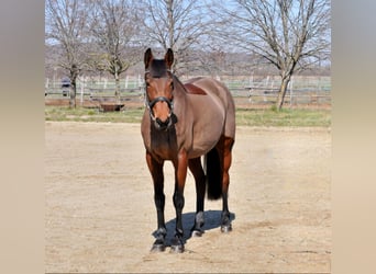Hungarian Sport Horse, Mare, 10 years, 16 hh, Brown