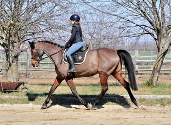 Hungarian Sport Horse, Mare, 10 years, 16 hh, Brown
