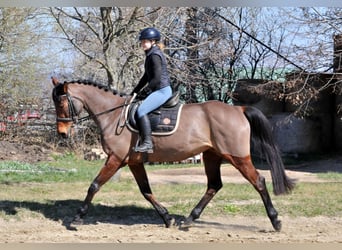 Hungarian Sport Horse, Mare, 10 years, 16 hh, Brown