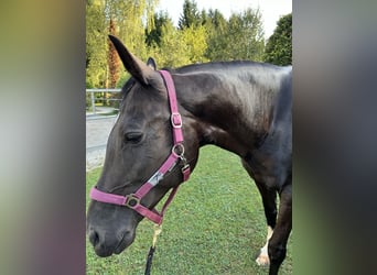 Hungarian Sport Horse, Mare, 10 years, 16 hh, Smoky-Black