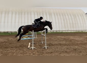 Hungarian Sport Horse, Mare, 10 years, 16,1 hh, Bay