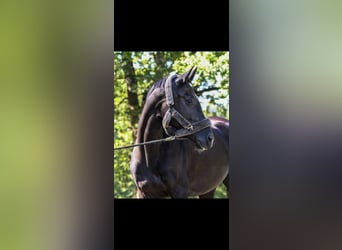 Hungarian Sport Horse, Mare, 10 years, 16,1 hh, Black