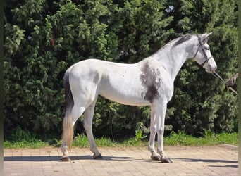 Hungarian Sport Horse, Mare, 10 years, 17 hh, Grey