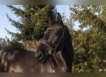 Hungarian Sport Horse Mix, Mare, 11 years, 14.3 hh, Black