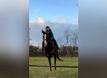 Hungarian Sport Horse, Mare, 11 years, 14,2 hh, Chestnut-Red