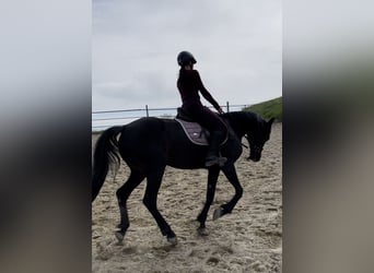 Hungarian Sport Horse, Mare, 11 years, 15.1 hh, Bay-Dark