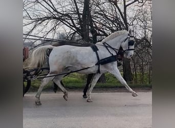 Hungarian Sport Horse, Mare, 11 years, 15.2 hh, White