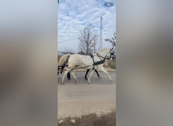 Hungarian Sport Horse, Mare, 11 years, 15.2 hh, White