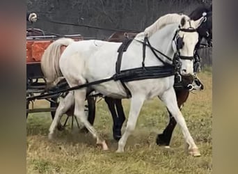Hungarian Sport Horse, Mare, 11 years, 15.2 hh, White