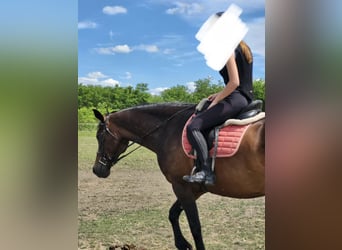 Hungarian Sport Horse, Mare, 11 years, 16.2 hh, Bay