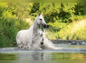 Hungarian Sport Horse, Mare, 11 years, 16 hh, Gray