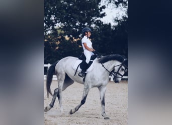 Hungarian Sport Horse Mix, Mare, 11 years, 16 hh, Grey
