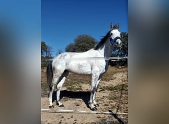 Hungarian Sport Horse Mix, Mare, 11 years, 16 hh, Grey