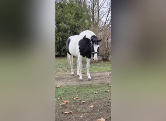 Hungarian Sport Horse, Mare, 11 years, 17 hh, Pinto