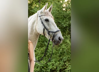 Hungarian Sport Horse, Mare, 12 years, 14.3 hh
