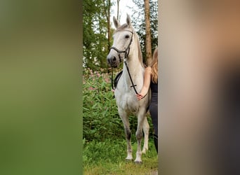 Hungarian Sport Horse, Mare, 12 years, 14.3 hh