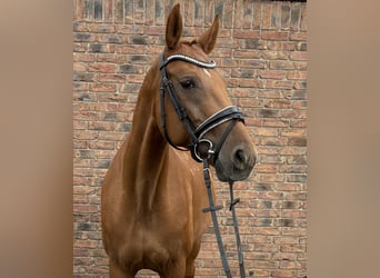 Hungarian Sport Horse, Mare, 12 years, 15.3 hh, Chestnut-Red