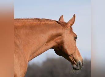 Hungarian Sport Horse, Mare, 12 years, 16.1 hh, Chestnut-Red
