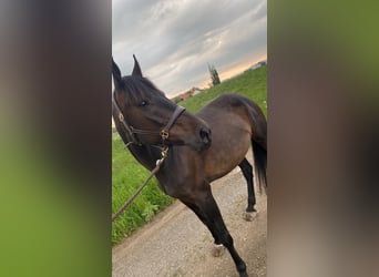 Hungarian Sport Horse, Mare, 12 years, 16 hh, Bay-Dark