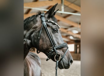 Hungarian Sport Horse, Mare, 12 years, 16 hh, Black
