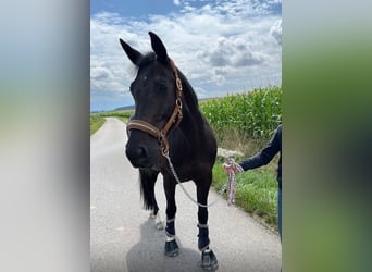Hungarian Sport Horse, Mare, 12 years, 16 hh, Black