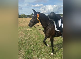 Hungarian Sport Horse, Mare, 12 years, 16 hh, Black