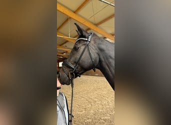 Hungarian Sport Horse, Mare, 12 years, 16 hh, Black