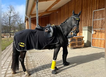 Hungarian Sport Horse, Mare, 12 years, 16 hh, Black