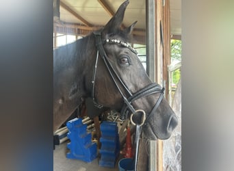 Hungarian Sport Horse, Mare, 12 years, 16 hh, Black