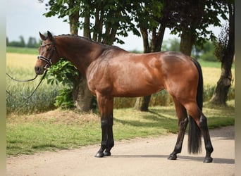 Hungarian Sport Horse, Mare, 12 years, 16 hh, Brown