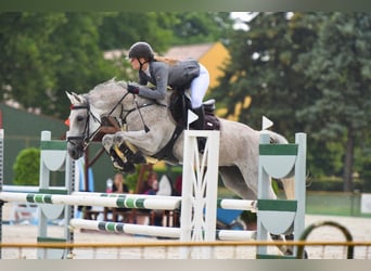 Hungarian Sport Horse, Mare, 12 years, 16 hh, Gray