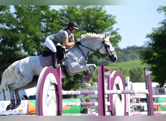 Hungarian Sport Horse, Mare, 12 years, 16,1 hh, Gray