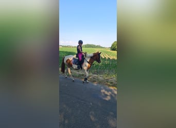 Hungarian Sport Horse, Mare, 13 years, 12 hh, Pinto