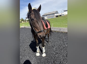 Hungarian Sport Horse, Mare, 13 years, 15.2 hh, Bay-Dark