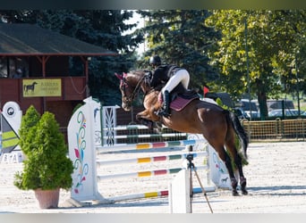 Hungarian Sport Horse, Mare, 13 years, 16,2 hh, Brown