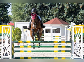 Hungarian Sport Horse, Mare, 13 years, 16.2 hh, Brown