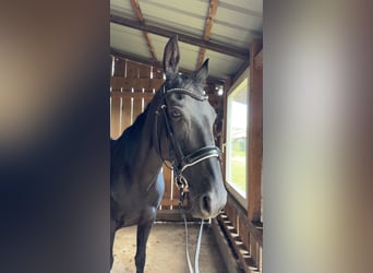 Hungarian Sport Horse, Mare, 13 years, 16 hh, Black